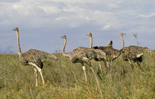 Devekuşu Struthio Camelus Dişiler Grubu Kenya Samburu Parkı — Stok fotoğraf