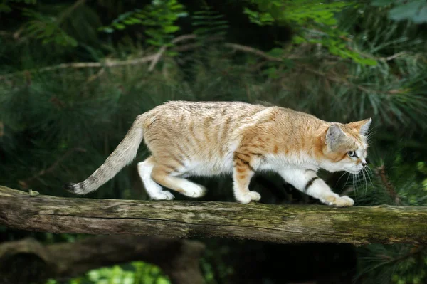 Sand Cat, felis margarita, Female walking on Branch