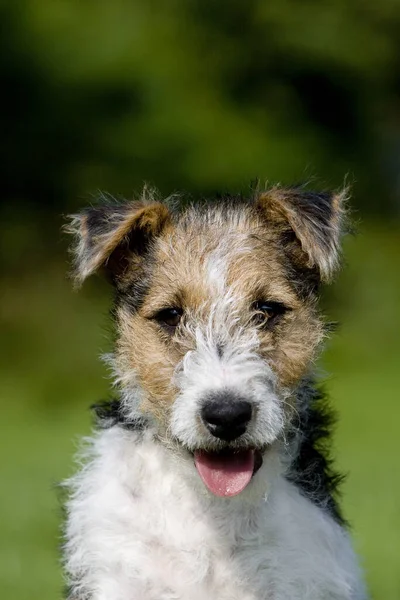 Wire Haired Fox Terrier Puppy — Stock Photo, Image