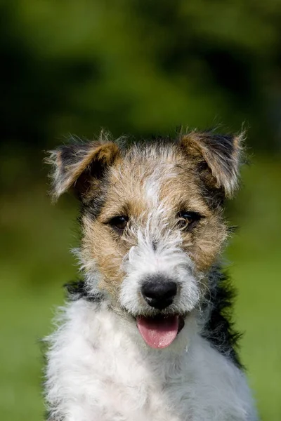 Szczeniak Drucianymi Włosami Fox Terrier — Zdjęcie stockowe