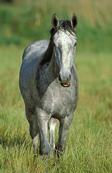 Ліпіцзянський Кінь Стоїть Довгому Траві — стокове фото