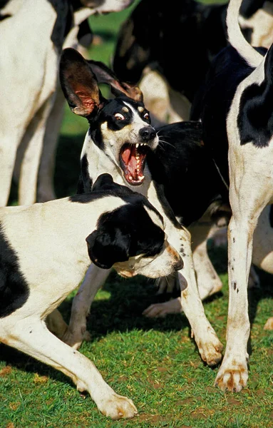 Great Anglo French White Black Hound Pack Two Fighting — 스톡 사진