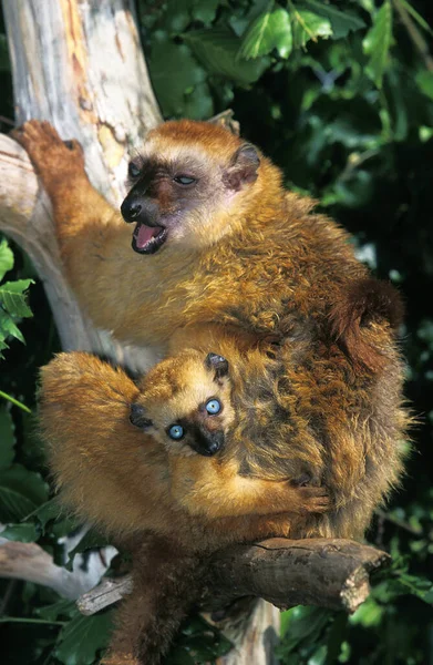 Lémur Negro Eulemur Macaco Mujer Con Joven — Foto de Stock