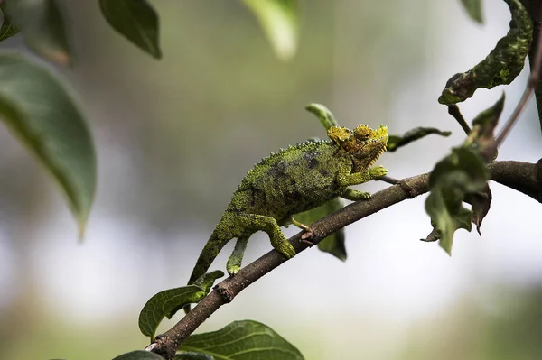 Jackson\'s Chameleon or Three-horned Chameleon, chamaeleo jacksonii, Adult standing on Branch, Kenya