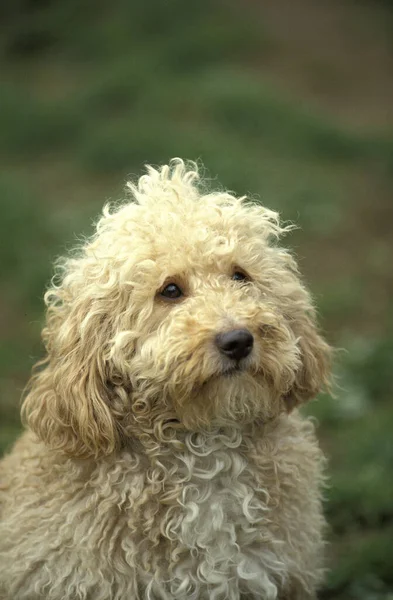 Portret Van Dog Natuurlijke Achtergrond — Stockfoto