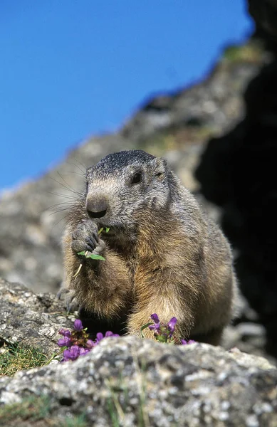 Alpine Marmot Marmota Marmota Adult Eating Plant Vanoise Sureste Francia — Foto de Stock