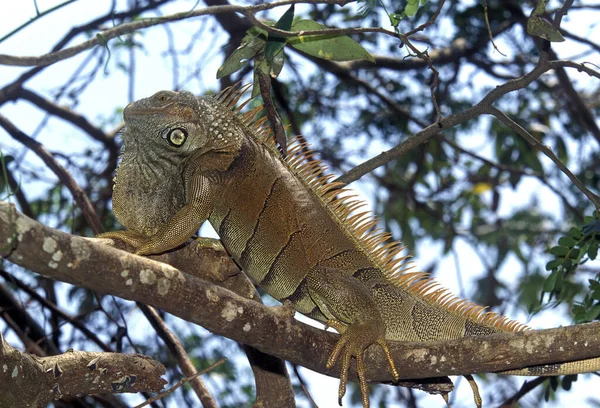 Zielona Iguana Iguana Iguana Dorosły Stojący Drzewie Los Lianos Wenezueli — Zdjęcie stockowe