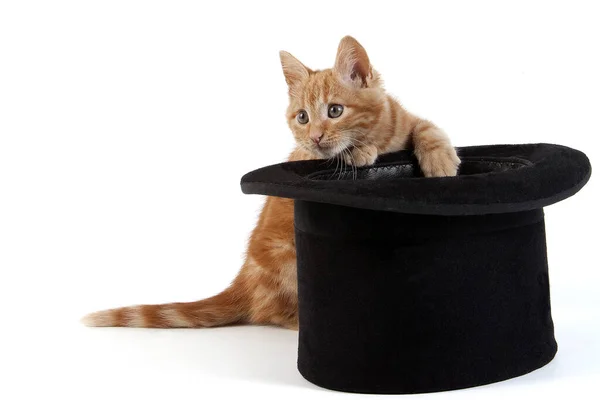 Red Tabby Domestic Cat Kitten Payling Hat White Background — Stock Photo, Image