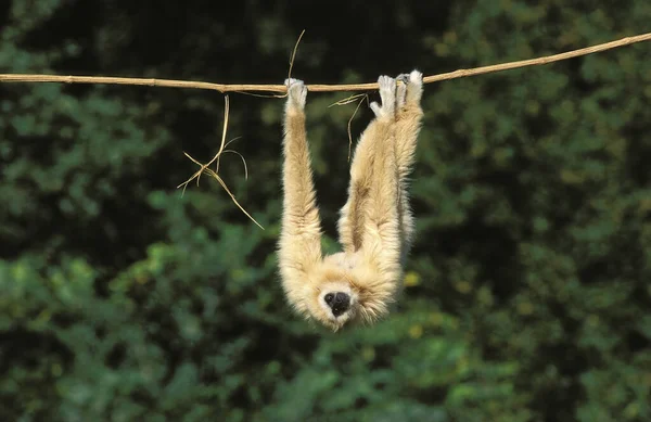 Gibbon Mãos Brancas Hylobates Lar Adulto Pendurado Liana Postura Engraçada — Fotografia de Stock