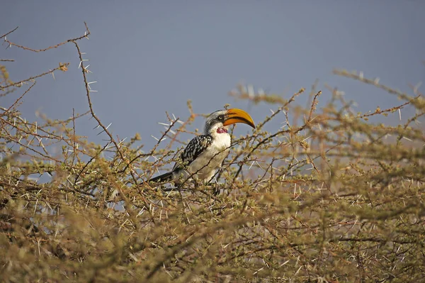 Yellow Billed Hornbill Tockus Flavirostris Man Neergestreken Acacia Tree Masai — Stockfoto