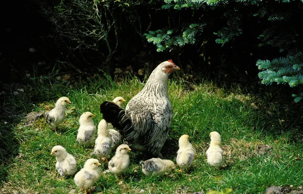 Poule Aux Poussins Fond Naturel — Photo