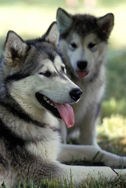 Cão Malamute Alasca Mãe Com Cachorro — Fotografia de Stock
