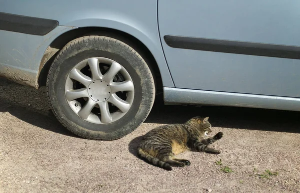 Gato Deitado Perto Carro — Fotografia de Stock