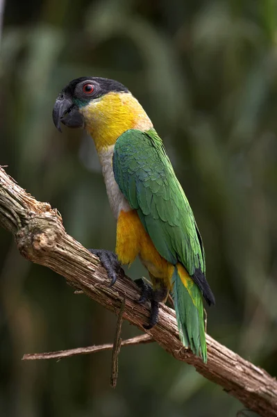 黒頭Parrot Pionites Melanosphala 枝に立つ成虫 — ストック写真