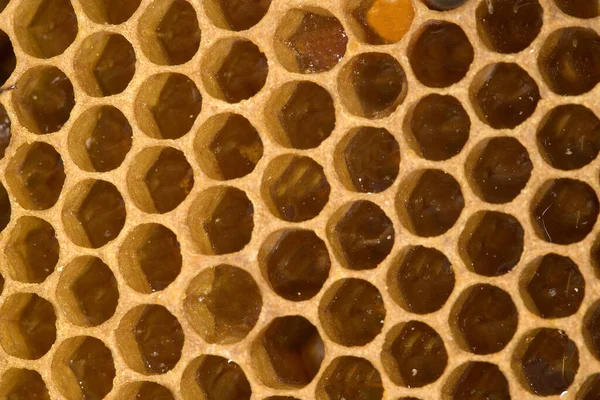 Méhecske Apis Mellifera Normandiában — Stock Fotó