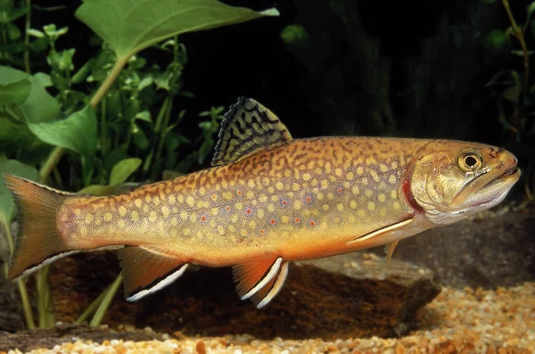 Brook Trout Salvelinus Fontinalis — Stock Photo, Image