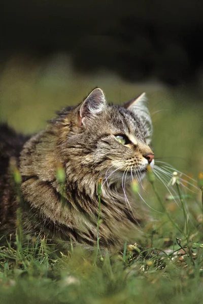 Angora Gato Deitado Grama — Fotografia de Stock