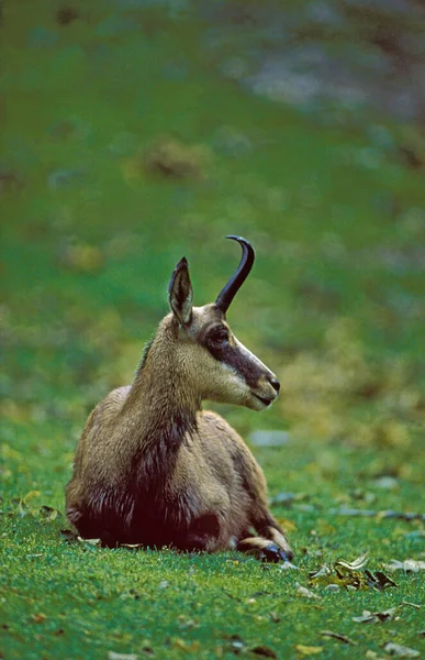 Chamois Rupicapra Rupicapra Grass Yatan Yetişkin — Stok fotoğraf