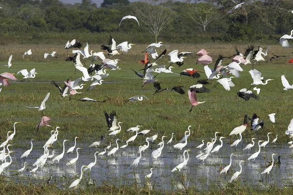大白鹭 金丝雀 集团与朱雀Ibis一起站在沼泽地里 红嘴鸭 玫瑰嘴鸭和白脸鸭 委内瑞拉洛斯利亚诺斯 — 图库照片