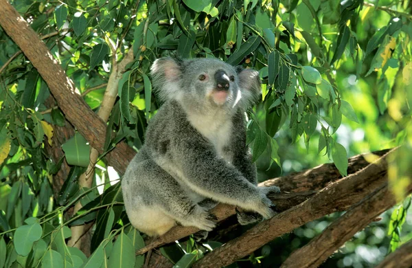 Koala Phascolarctos Cinereus Erwachsener Auf Ast Stehend — Stockfoto