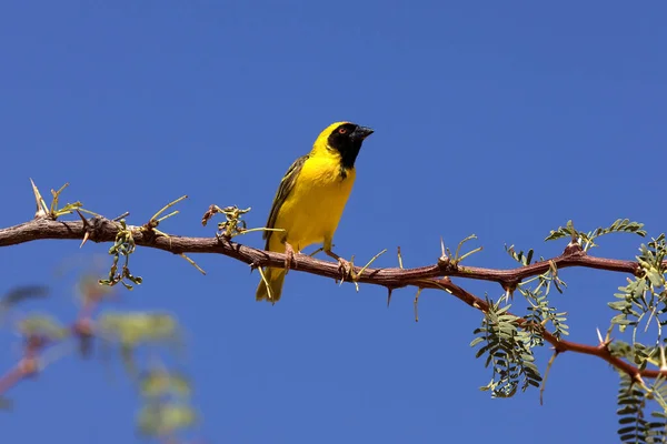 Südlicher Maskenweber Ploceus Velatus Namibia — Stockfoto