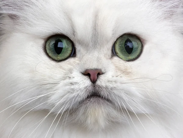 Chinchilla Persian Domestic Cat Green Eyes Close Head — Stock Photo, Image