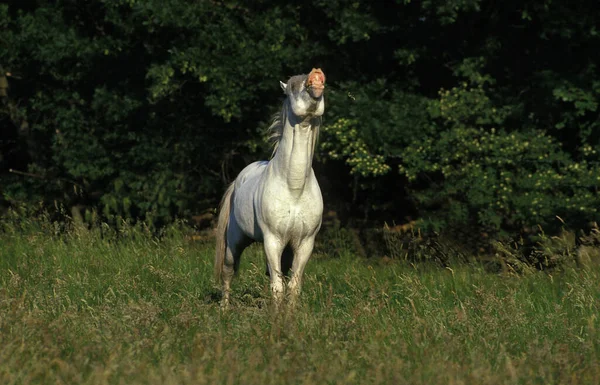 Camargue Cavallo Adulto Flehming — Foto Stock