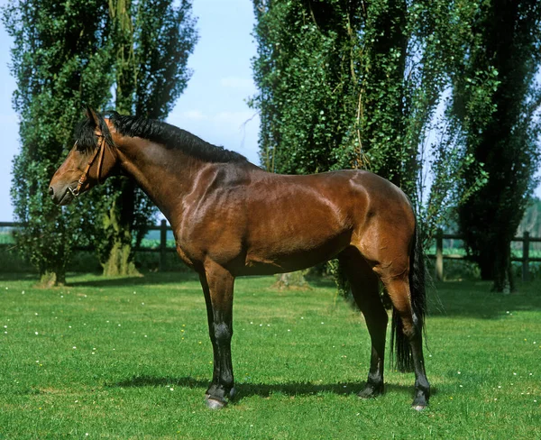 Connemara Poney Debout Paddock — Photo