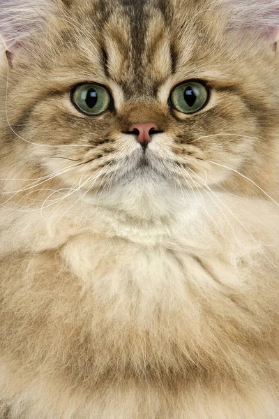 Golden Persian Domestic Cat Portrait Adult — стокове фото