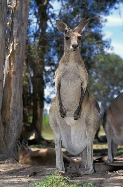 Canguru Cinzento Oriental Macropus Giganteus Adultos Austrália — Fotografia de Stock