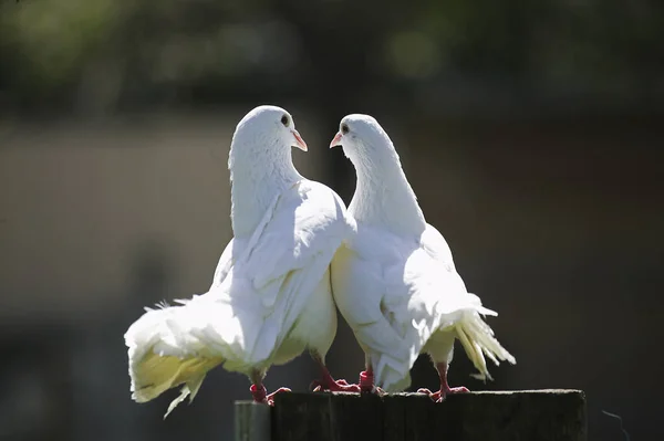 Weiße Fantail Tauben Natürlichen Hintergrund — Stockfoto