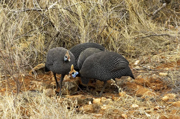 Kask Gwinejski Numida Meleagris Masai Mara Park Kenii — Zdjęcie stockowe