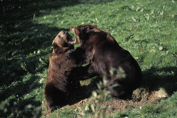 Medvěd Hnědý Ursus Arctos Dospělí Bojující — Stock fotografie