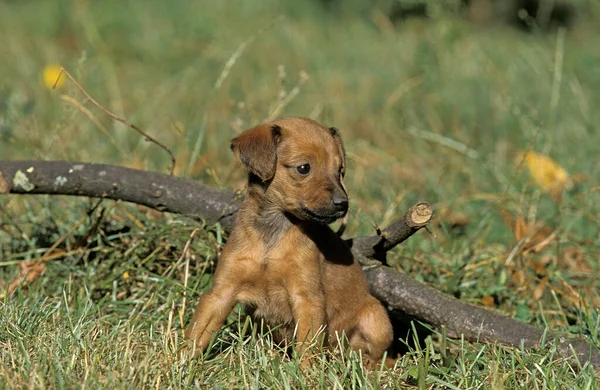 Cachorro Sentado Hierba — Foto de Stock