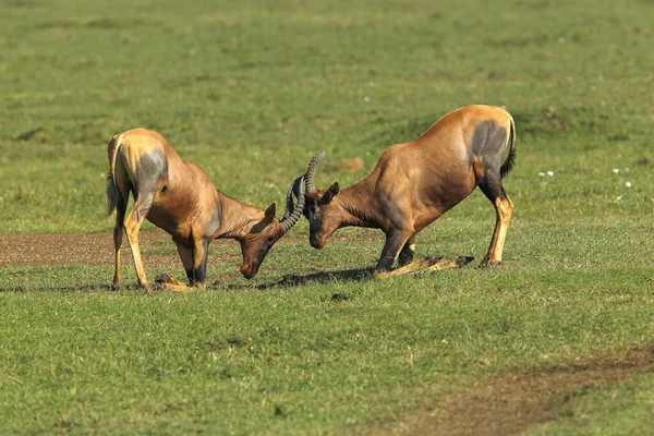 Topi Damaliscus Korrigum Mužské Boje Park Masai Mara Keni — Stock fotografie