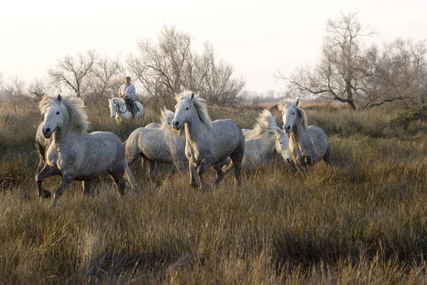 Camargue Horse Herd Standing Swamp Saintes Marie Mer Camargue South — ストック写真