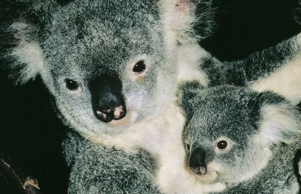 Koala Phascolarctos Cinereus Matka Młodymi — Zdjęcie stockowe
