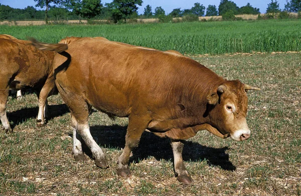 Limousine Cattle Μια Γαλλική Φυλή Bull — Φωτογραφία Αρχείου