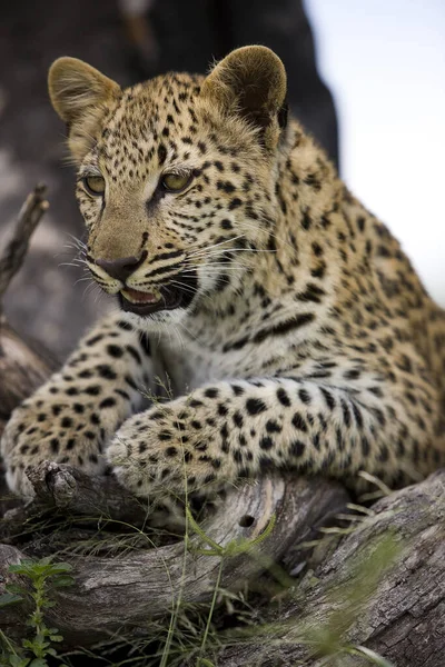 Leopard Cub Meses Panthera Pardus Namibia Árbol — Foto de Stock