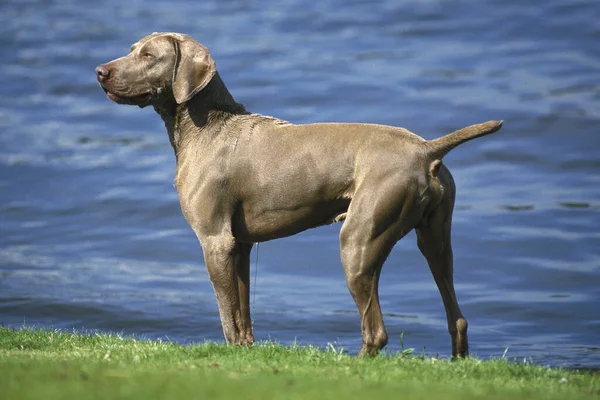 Weimar Pointer Dog Αρσενικό Στέκεται Κοντά Στο Νερό — Φωτογραφία Αρχείου