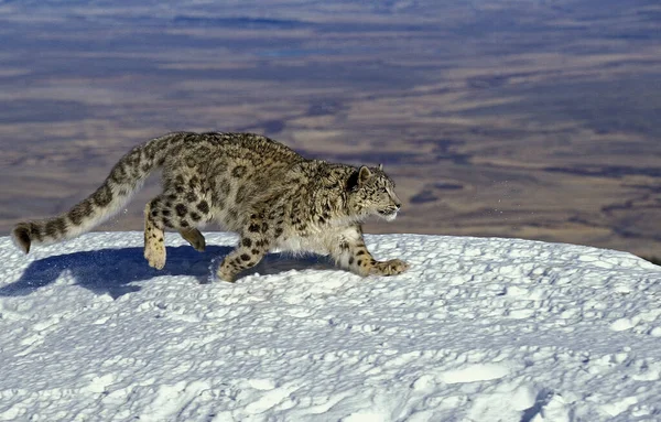 Snow Leopard Lub Ounce Uncia Uncia Dorośli Biegający Śniegu — Zdjęcie stockowe