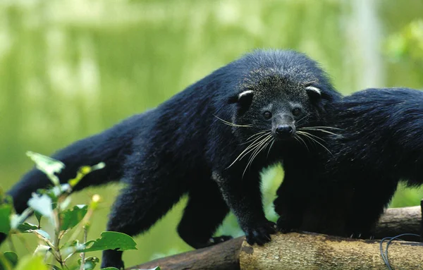 Binturong Civet Asian Bearcat Arctictis Binturong Adult — стокове фото