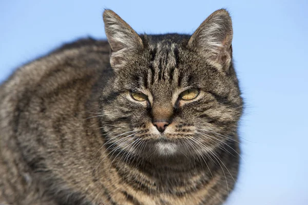 棕色禁忌家猫 女性肖像 诺曼底 — 图库照片