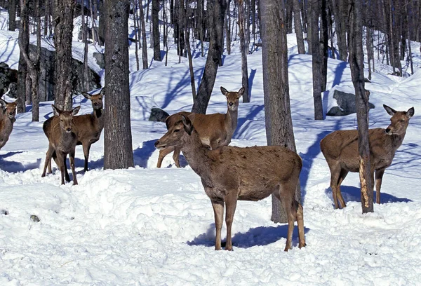 Rocky Mountain Elk Rocky Mountain Wapiti Cervus Canadensis Nelsoni Yellowstone — Stock Photo, Image