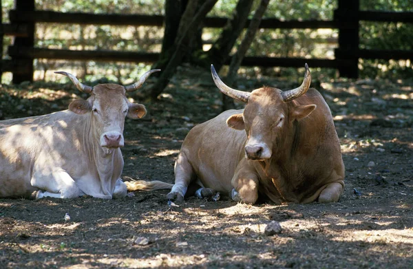 Vaca Pirenéus Loira Dos Pirenéus Bovinos Domésticos França — Fotografia de Stock