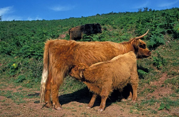 Vache Des Highlands Mère Allaitante Avec Veau — Photo