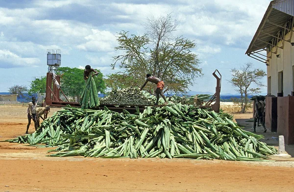 Rope of Sisal Plant, agave sisalana, Factory at Fort Dauphin in Madagascar