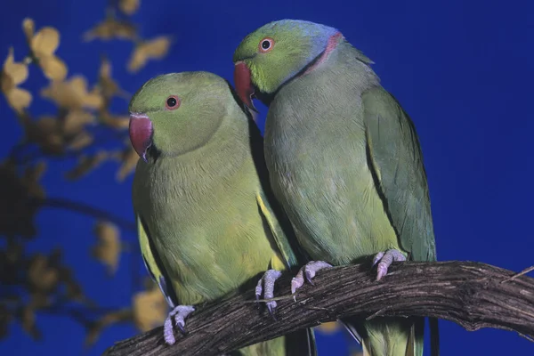 Rose Ringed Parakeet Psittacula Krameri Pair Standing Branch — стокове фото