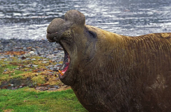 Southern Elephant Seal Mirounga Leonina Male Laring Beach Defensive Posture — стокове фото