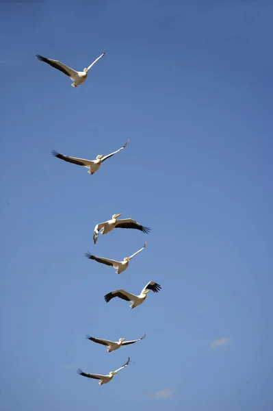Great White Pelican Pelecanus Onocrotalus Grupp Flyg Nakuru Lake Kenya — Stockfoto